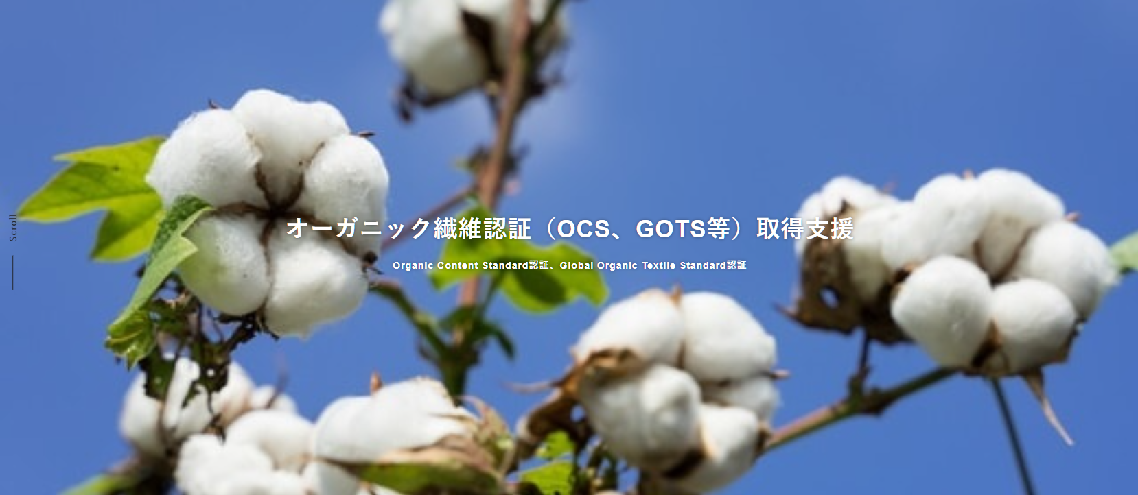 OCS, OCS認証, organic cotton, オーガニックコットン認証, コンサルティング